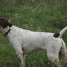 German Shorthaired Pointers from Tr7 Piney  Creek