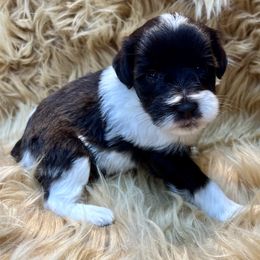 Boy 2 - Liver male Miniature Schnauzer puppy in Silsbee, Texas from My Little Schnauzer Pals