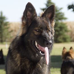 Zara - German Shepherd