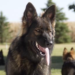 Zara - German Shepherd