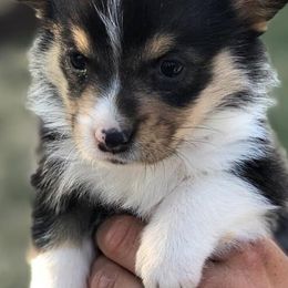 Aussiedoodles and Pembroke Welsh Corgis from Pulham Puppies