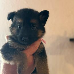 Nori - Black and tan female German Shepherd puppy in Florida from Best Shepherds