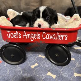 Buster - Black and white male Cavalier King Charles Spaniel puppy in Poyen, Arkansas from Joels Angels Cavaliers