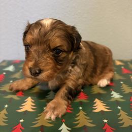 Sequoia - Merle male Yorkipoo puppy in Carlotta, California from Lost Coast Bernese Mountain Dogs