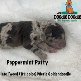 Girl 2 - Goldendoodle puppy in Franklin, Tennessee from Hey Doodle Doodle