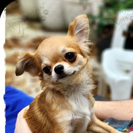 Nova - Chihuahua
