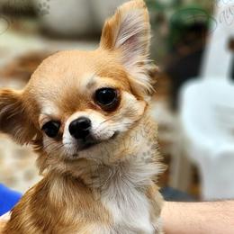 Nova - Chihuahua