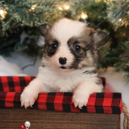 Minnie - Sable female Pembroke Welsh Corgi puppy in St. Charles, Iowa from Kim Boyle's Pembroke Welsh Corgis