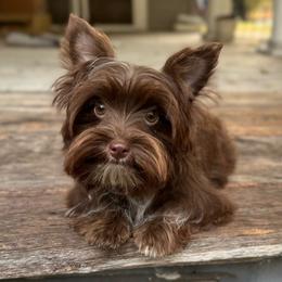 Caspian YORKIE - Chocolate male Dachshund puppy in Gatesville, Texas from Emily’s Doxie Domain
