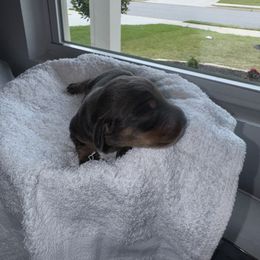 Dachshund Puppies from Sausage Strolls