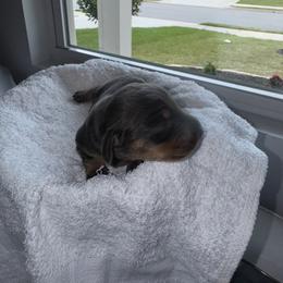 Dachshund Puppies from Sausage Strolls