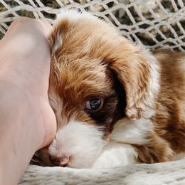 Briar - Aussiedoodle puppy in Viola, Idaho from LaFarm Doodles