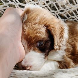 Briar - Aussiedoodle puppy in Viola, Idaho from LaFarm Doodles