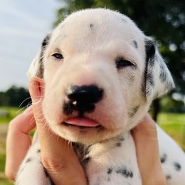 Boy 3 - White and black Dalmatian puppy in Mt. Vernon, Texas from Double B
