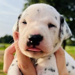 Boy 3 - White and black Dalmatian puppy in Mt. Vernon, Texas from Double B