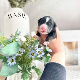 Basil - Black and chalk male Australian Labradoodle puppy in Palmdale, California from Heavenly Doodles