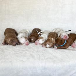 Goldendoodle Puppies from Ruby's Kit & Ka'Doodles