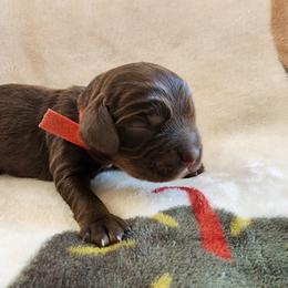 AKC Woodstock - Sable male Cocker Spaniel puppy in New Market, Tennessee from Down in the Holler