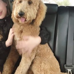 Meadow - Goldendoodle