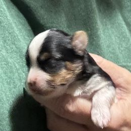 Yorkshire Terrier puppies from Rosenthal Yorkies