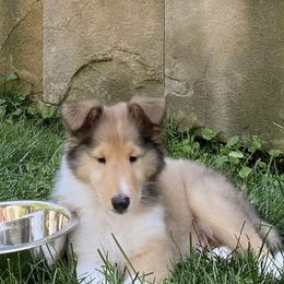Collie Puppies from Bedford Collies