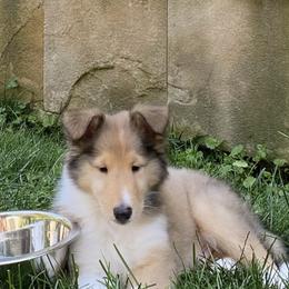 Collie Puppies from Bedford Collies