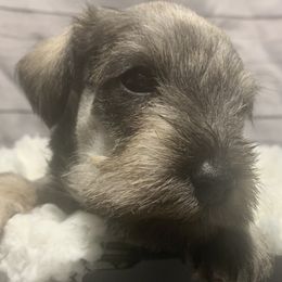 Boy 1 - Miniature Schnauzer puppy in Mountain Home, Idaho from Kissack Kennels