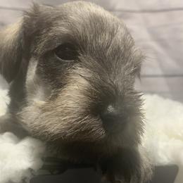 Boy 1 - Miniature Schnauzer puppy in Mountain Home, Idaho from Kissack Kennels