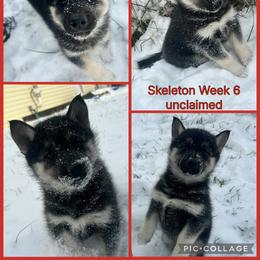 Skeleton - Black tan and white female Siberian Husky puppy in Canton, Ohio from Bleu Skies Siberian Huskies