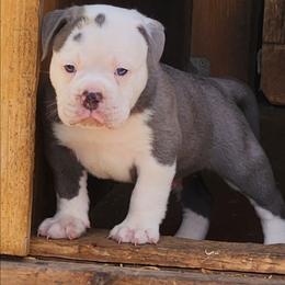 Rigatoni - Blue tri-color male Bulldog puppy in Washington from Sun City Campeiro Bulldogs