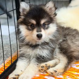 Jude - Black and white female Pomsky puppy in Centerville, Iowa from LJ Kennels Pomskies, LLC