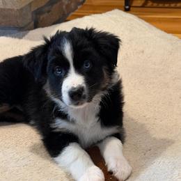 Ash - Black tri-color female Australian Shepherd puppy in La Porte City, Iowa from KDL Homestead