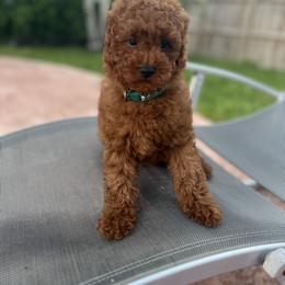 Poodle Puppies from Sakura Poodles