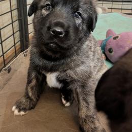 Anatolian Shepherd Dog and Labrador Retriever Puppies from Learning With Dogs
