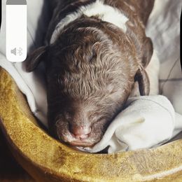 Aggie - Parti female Poodle puppy in Mars Hill, North Carolina from Hunter Farm
