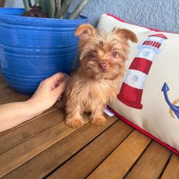 Valentino - Liver male Yorkshire Terrier puppy in Fort Myers, Florida from Katherine’s Yorkies and Poodles