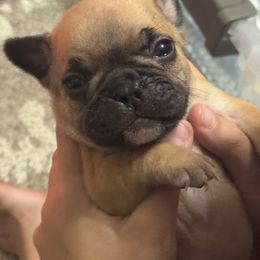 French Bulldog Puppies from Frenchie Kingdom
