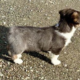 American Corgi Puppies from Patriot American Corgi