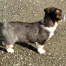 American Corgi Puppies from Patriot American Corgi