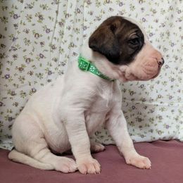 Goody - Fawn female Great Dane puppy in Bay City, Michigan from Monarch Danes