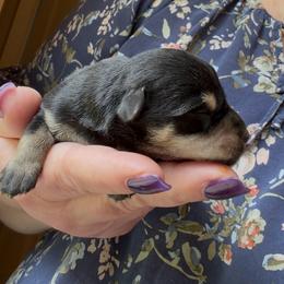 Beau - Black and silver male Miniature Schnauzer puppy in Hull, Georgia from Ardent Miniature Schnauzers of Athens