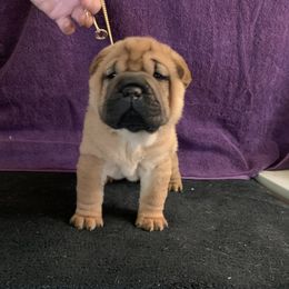 Girl 4 - Red Chinese Shar-Pei puppy in Elkin, North Carolina from Martini Shar-Pei