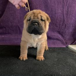 Girl 4 - Red Chinese Shar-Pei puppy in Elkin, North Carolina from Martini Shar-Pei