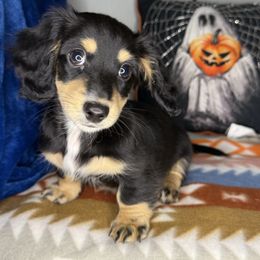 Rumi - Black and cream female Dachshund puppy in Menifee, California from TeenieWeenieDoxies