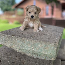 Nehi - Apricot male Maltipoo puppy in Oakland, Kentucky from Imperial Dogs