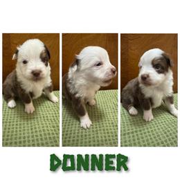 Donner - Red tri male Toy Australian Shepherd puppy in Menan, Idaho from Teton Toy Aussies