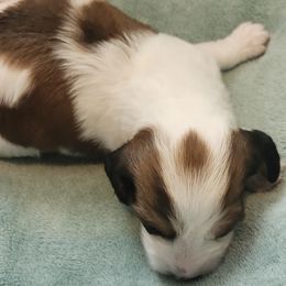 Dachshund Puppies from Happy Acres  Miniature Dachshunds
