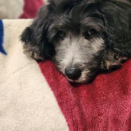 Goldendoodle Puppies from Country Pups Doodles