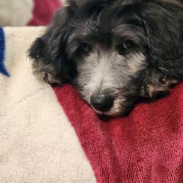Goldendoodle Puppies from Country Pups Doodles
