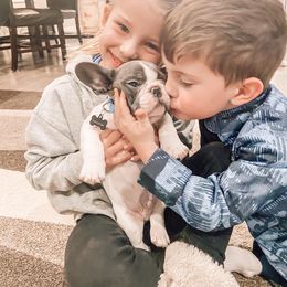 French Bulldog Puppies from De Lux Frenchies